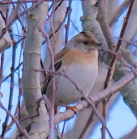 Peppola  - Angelo Pasqua