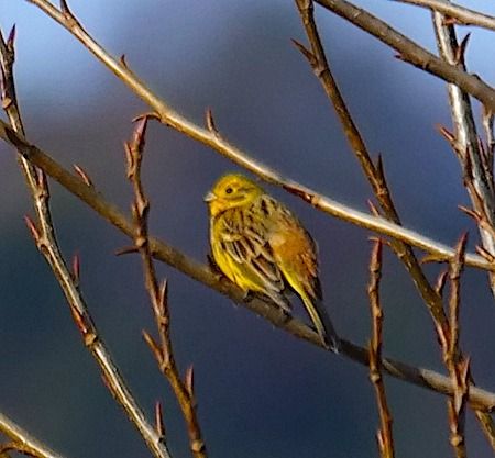 Zigolo giallo  - Angelo Pasqua