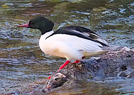 Smergo maggiore  - Angelo Pasqua