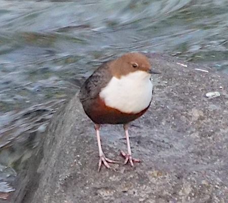 Merlo acquaiolo  - Angelo Pasqua