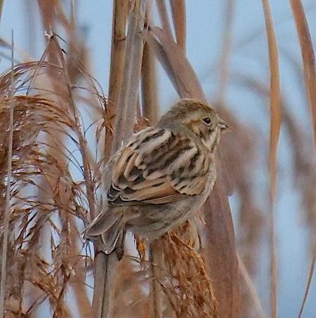 Migliarino di palude  - Angelo Pasqua