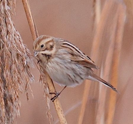 Migliarino di palude  - Angelo Pasqua