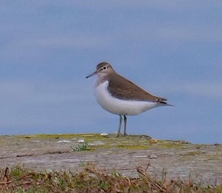 Piro-piro piccolo  - Angelo Pasqua