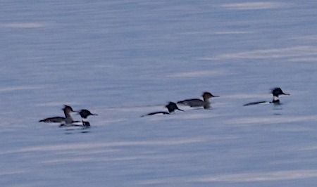 Smergo minore  - Angelo Pasqua