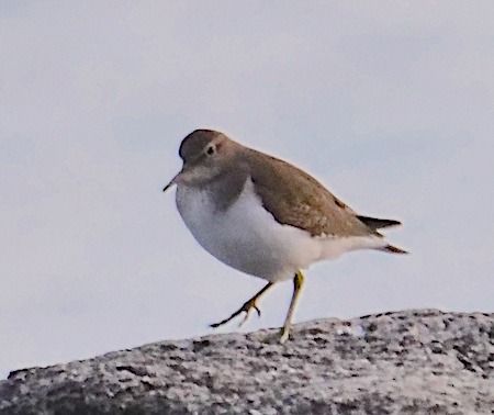 Piro-piro piccolo  - Angelo Pasqua