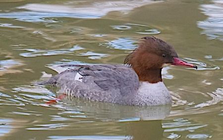 Smergo maggiore  - Angelo Pasqua