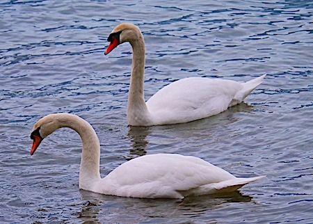 Cigno reale  - Angelo Pasqua