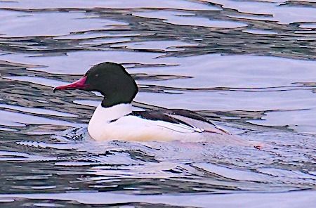 Smergo maggiore  - Angelo Pasqua