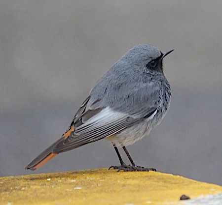 Codirosso spazzacamino  - Angelo Pasqua
