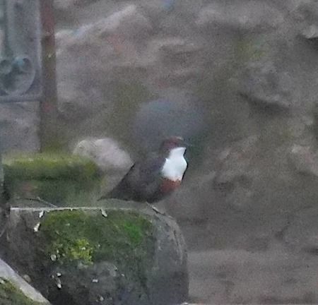 White-throated Dipper  - Angelo Pasqua