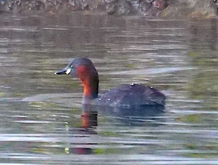 Little Grebe  - Angelo Pasqua