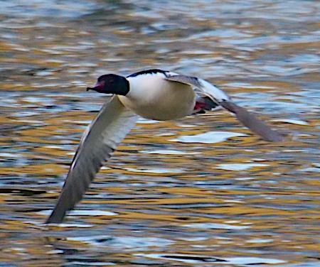 Smergo maggiore  - Angelo Pasqua