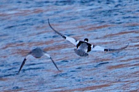 Smergo maggiore  - Angelo Pasqua