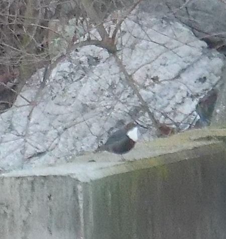 Wasseramsel  - Angelo Pasqua