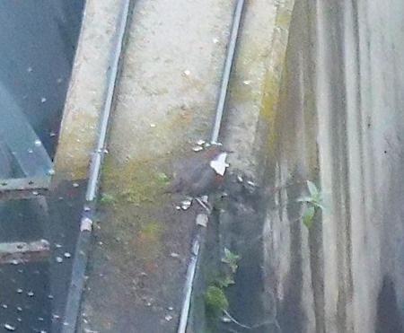 Merlo acquaiolo  - Angelo Pasqua