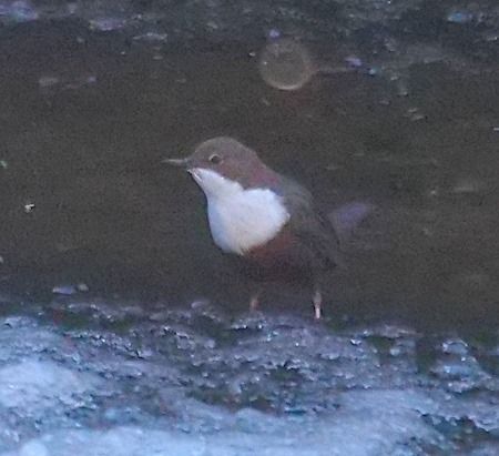 Merlo acquaiolo  - Angelo Pasqua