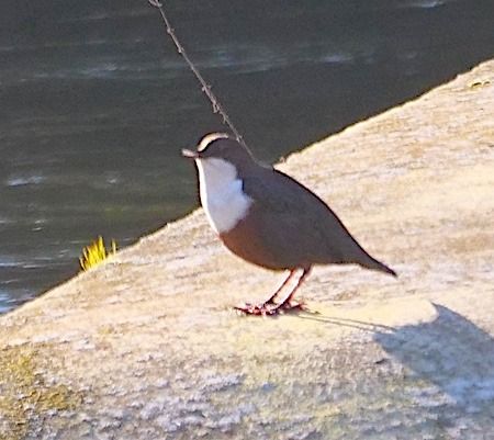 Merlo acquaiolo  - Angelo Pasqua