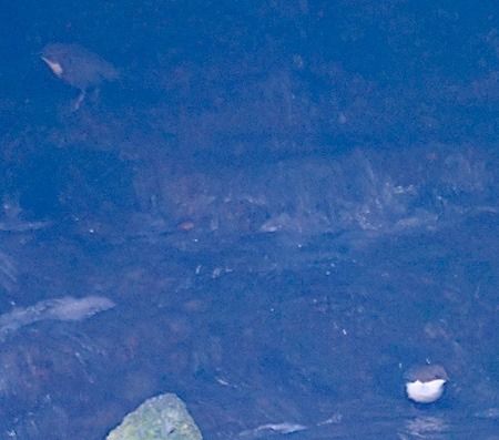 Wasseramsel  - Angelo Pasqua