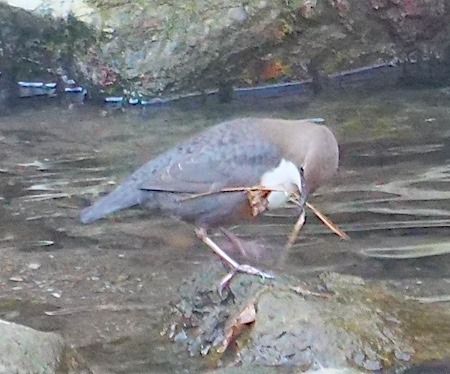 Merlo acquaiolo  - Angelo Pasqua