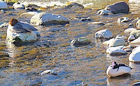 Smergo maggiore  - Angelo Pasqua