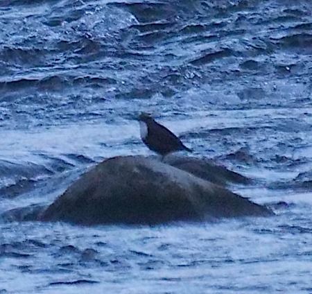 Merlo acquaiolo  - Angelo Pasqua