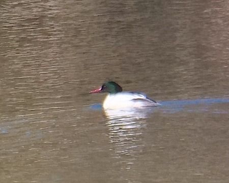Smergo maggiore  - Angelo Pasqua