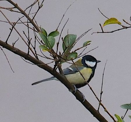 Great Tit  - Angelo Pasqua