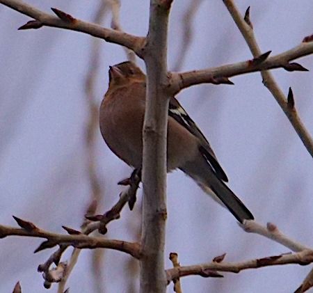 Fringuello  - Angelo Pasqua
