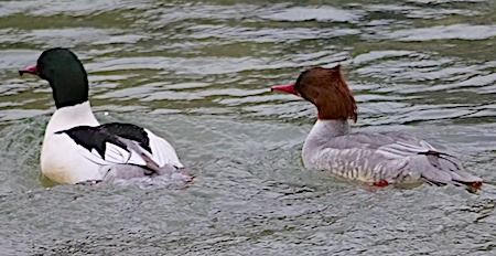Smergo maggiore  - Angelo Pasqua