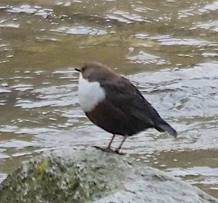 Merlo acquaiolo  - Angelo Pasqua