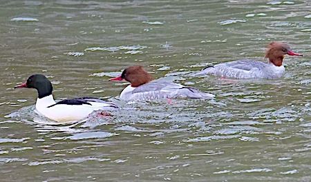 Smergo maggiore  - Angelo Pasqua