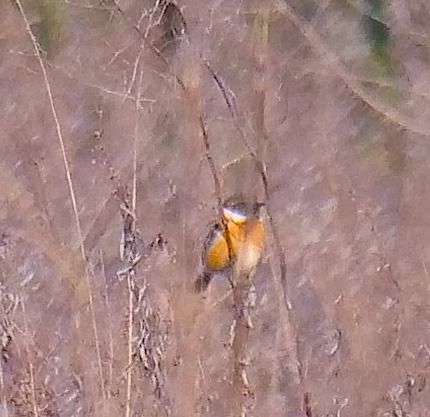 Saltimpalo comune  - Angelo Pasqua