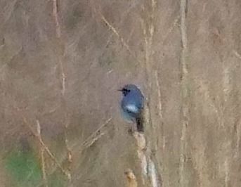 Codirosso spazzacamino  - Angelo Pasqua