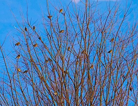 Fringuello  - Angelo Pasqua