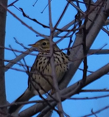 Pispola  - Angelo Pasqua