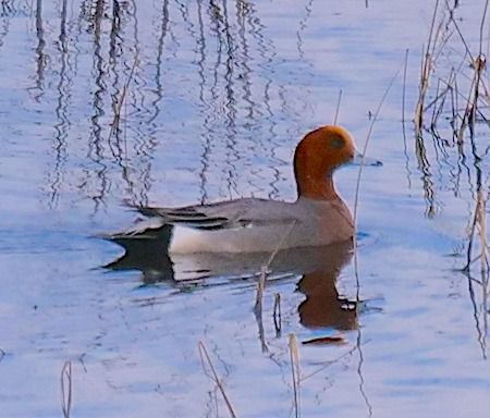 Fischione  - Angelo Pasqua