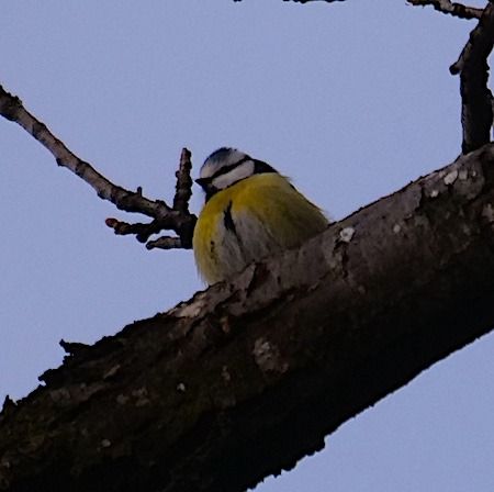 Cinciarella  - Angelo Pasqua