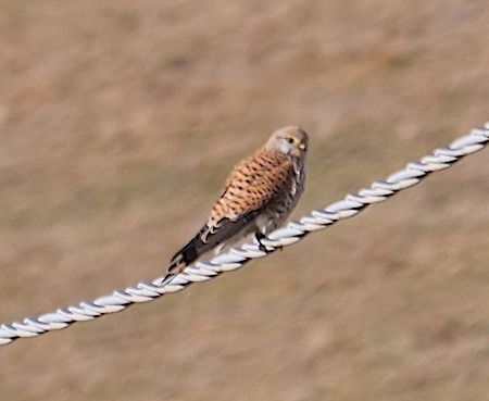 Gheppio  - Angelo Pasqua