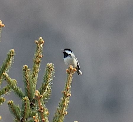 Cincia mora  - Angelo Pasqua