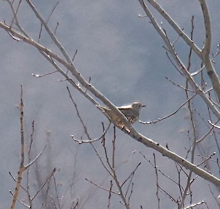 Tordela  - Angelo Pasqua