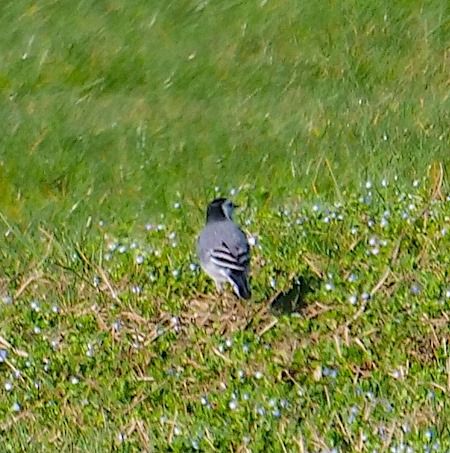 Ballerina bianca  - Angelo Pasqua