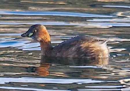 Tuffetto  - Angelo Pasqua