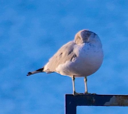 Gavina  - Angelo Pasqua
