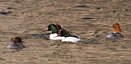 Smergo maggiore  - Angelo Pasqua