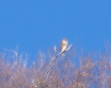 Biancone  - Angelo Pasqua