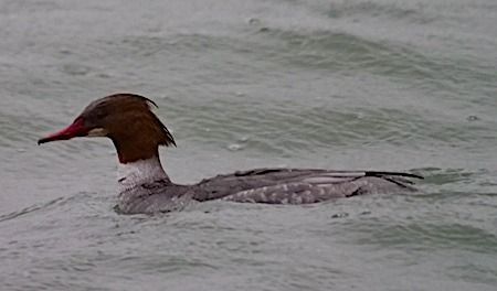 Smergo maggiore  - Angelo Pasqua