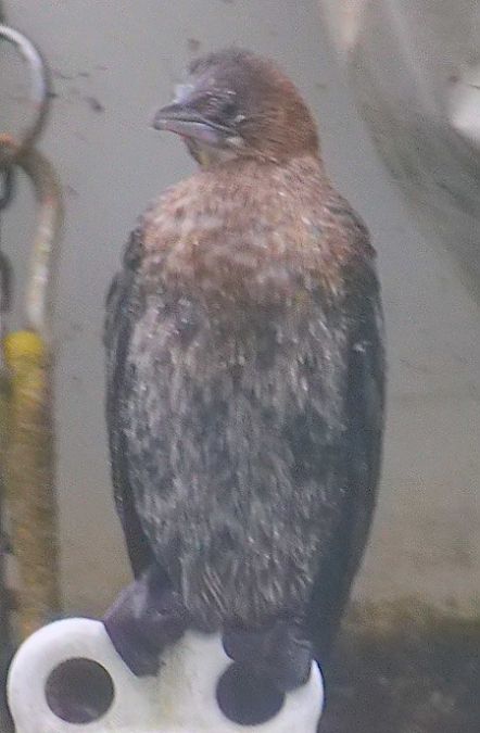 Zwergscharbe  - Angelo Pasqua