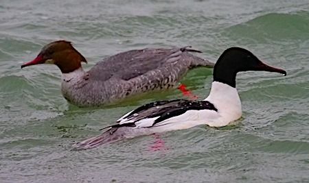 Smergo maggiore  - Angelo Pasqua