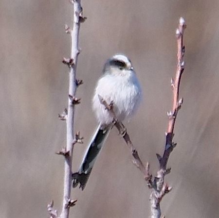Codibugnolo  - Angelo Pasqua
