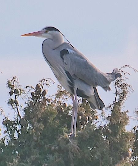 Airone cenerino  - Angelo Pasqua